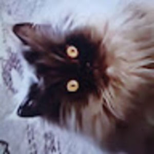 Meet your Posher, Jeremiah